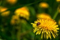 A ladybug is covered in pollen on a yellow flowering dandelion Royalty Free Stock Photo