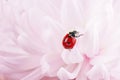 Ladybug crawl over gently pink chrysanthemum