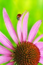 Ladybug crawl over pink echinacea in sunny bright summer day