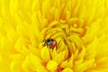 Ladybug crawl over yellow chrysanthemum