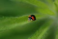 Ladybug Royalty Free Stock Photo