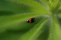 Ladybug Royalty Free Stock Photo
