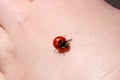 Ladybug Crawling on Back of a Child's Hand Royalty Free Stock Photo