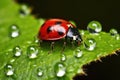 a ladybug crawling on a dewy leaf