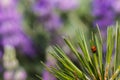 Ladybug crawling down pine needles Royalty Free Stock Photo