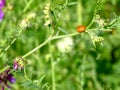 Ladybug crawling on a flower stalk Royalty Free Stock Photo