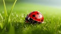 A ladybug crawling gracefully on a blade of grass Royalty Free Stock Photo