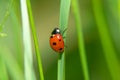 Ladybug crawling