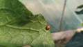 Ladybug crawling on a green leaf from a cucumber Royalty Free Stock Photo