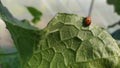 Ladybug crawling on a green leaf from a cucumber Royalty Free Stock Photo