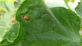 Ladybug crawling on a green leaf from a cucumber Royalty Free Stock Photo