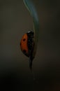 Ladybug crawling on the green leaf. Macro photo