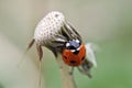 Red ladybug in the grass, at dandelion, macro and closeup photography Royalty Free Stock Photo