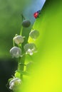 little red ladybug crawling on a green lush foliage fragrant white flower of Lily of the valley in the spring Sunny day in a fore