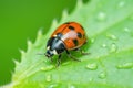 ladybug crawling on a green meadow leaf