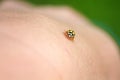 ladybug crawling on a human hand Royalty Free Stock Photo