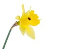 Ladybug crawling on single daffodil