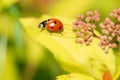 Ladybug crawling on a small flowers bush Royalty Free Stock Photo