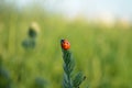 Ladybug crawling on a stalk of grass isolated on a green background