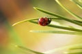 Ladybug crawling upside down on a fir needle Royalty Free Stock Photo