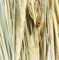 Ladybug crawling on a wheat stalk Royalty Free Stock Photo