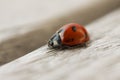 Ladybug crawling on wooden surface. Macro close up Royalty Free Stock Photo