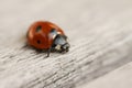 Ladybug crawling on wooden surface. Macro close up Royalty Free Stock Photo