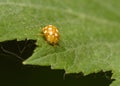 Ladybug crawls along the edge of the leaf