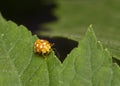 Ladybug crawls along the edge of the leaf