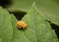 Ladybug crawls along the edge of the leaf