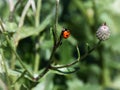 A ladybug crawls along the stem.