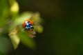 Ladybug on a green leaf Royalty Free Stock Photo