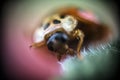 Ladybug crawls on a green leaf in a macro shot