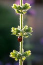 A ladybug crawls over a beautiful backlit plant