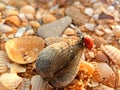 A ladybug crawls on a seashell on the beach sunset