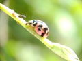 A Pink Ladybug Crawls On A Stalk To Hunt Aphids | Natural Macro Photograph