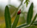 Ladybug crawls on a thorn