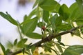 a ladybug crawls on a twig