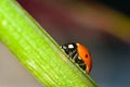 Ladybug crawls up the stem on a dark background