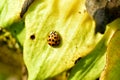Ladybug crawls on a wide leaf of a plant. Royalty Free Stock Photo