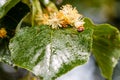 Ladybug creeps on a leaf of a linden tree Royalty Free Stock Photo
