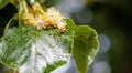 Ladybug creeps on a leaf of a linden tree Royalty Free Stock Photo