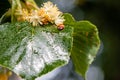 Ladybug creeps on a leaf of a linden tree Royalty Free Stock Photo