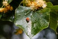 Ladybug creeps on a leaf of a linden tree Royalty Free Stock Photo