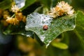 Ladybug creeps on a leaf of a linden tree Royalty Free Stock Photo