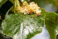Ladybug creeps on a leaf of a linden tree Royalty Free Stock Photo