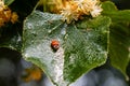 Ladybug creeps on a leaf of a linden tree Royalty Free Stock Photo