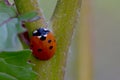 Ladybug at a Green Stem Crossroads Royalty Free Stock Photo