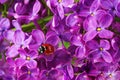Ladybug crowl over purple lilac flowers Royalty Free Stock Photo