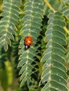 Ladybug, a cute beauty on a tree branch